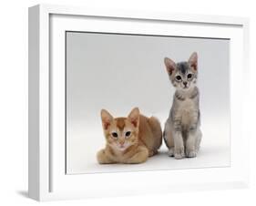 Domestic Cat, 9-Weeks Red and Blue-Cream Kittens, Lying and Sitting-Jane Burton-Framed Photographic Print