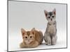 Domestic Cat, 9-Weeks Red and Blue-Cream Kittens, Lying and Sitting-Jane Burton-Mounted Photographic Print
