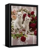 Domestic Cat, Amber-Eyed and Blue-Eyed White Kittens in a Large Teacup with Bowl of Roses-Jane Burton-Framed Stretched Canvas