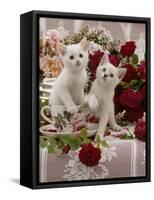 Domestic Cat, Amber-Eyed and Blue-Eyed White Kittens in a Large Teacup with Bowl of Roses-Jane Burton-Framed Stretched Canvas