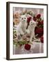 Domestic Cat, Amber-Eyed and Blue-Eyed White Kittens in a Large Teacup with Bowl of Roses-Jane Burton-Framed Photographic Print