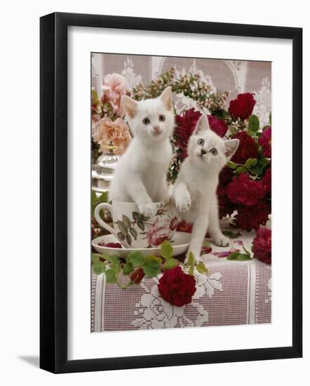 Domestic Cat, Amber-Eyed and Blue-Eyed White Kittens in a Large Teacup with Bowl of Roses-Jane Burton-Framed Photographic Print