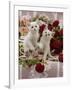 Domestic Cat, Amber-Eyed and Blue-Eyed White Kittens in a Large Teacup with Bowl of Roses-Jane Burton-Framed Photographic Print