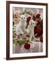 Domestic Cat, Amber-Eyed and Blue-Eyed White Kittens in a Large Teacup with Bowl of Roses-Jane Burton-Framed Photographic Print