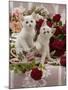 Domestic Cat, Amber-Eyed and Blue-Eyed White Kittens in a Large Teacup with Bowl of Roses-Jane Burton-Mounted Photographic Print