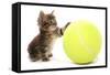 Domestic Cat, Asian, kitten, playing with tennis ball-Chris Brignell-Framed Stretched Canvas