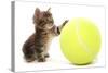 Domestic Cat, Asian, kitten, playing with tennis ball-Chris Brignell-Stretched Canvas