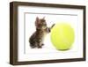 Domestic Cat, Asian, kitten, playing with tennis ball-Chris Brignell-Framed Photographic Print