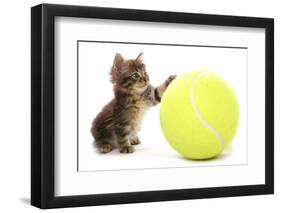 Domestic Cat, Asian, kitten, playing with tennis ball-Chris Brignell-Framed Photographic Print