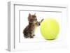 Domestic Cat, Asian, kitten, playing with tennis ball-Chris Brignell-Framed Photographic Print