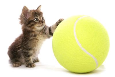 Cat and sale tennis ball