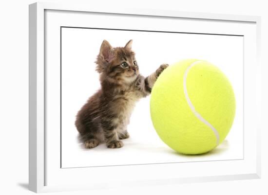 Domestic Cat, Asian, kitten, playing with tennis ball-Chris Brignell-Framed Photographic Print