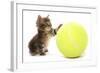 Domestic Cat, Asian, kitten, playing with tennis ball-Chris Brignell-Framed Photographic Print