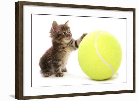 Domestic Cat, Asian, kitten, playing with tennis ball-Chris Brignell-Framed Photographic Print