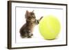 Domestic Cat, Asian, kitten, playing with tennis ball-Chris Brignell-Framed Photographic Print