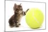 Domestic Cat, Asian, kitten, playing with tennis ball-Chris Brignell-Mounted Photographic Print