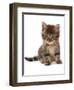 Domestic Cat, Asian, kitten, sitting-Chris Brignell-Framed Photographic Print