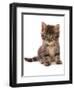 Domestic Cat, Asian, kitten, sitting-Chris Brignell-Framed Photographic Print