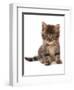 Domestic Cat, Asian, kitten, sitting-Chris Brignell-Framed Photographic Print