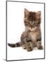 Domestic Cat, Asian, kitten, sitting-Chris Brignell-Mounted Photographic Print