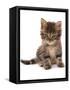 Domestic Cat, Asian, kitten, sitting-Chris Brignell-Framed Stretched Canvas