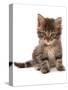 Domestic Cat, Asian, kitten, sitting-Chris Brignell-Stretched Canvas