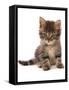 Domestic Cat, Asian, kitten, sitting-Chris Brignell-Framed Stretched Canvas