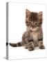 Domestic Cat, Asian, kitten, sitting-Chris Brignell-Stretched Canvas