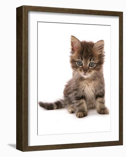 Domestic Cat, Asian, kitten, sitting-Chris Brignell-Framed Photographic Print