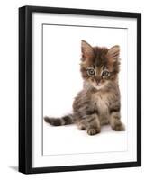 Domestic Cat, Asian, kitten, sitting-Chris Brignell-Framed Photographic Print