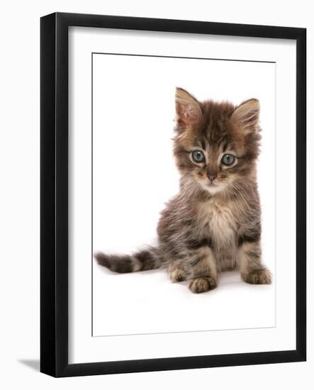 Domestic Cat, Asian, kitten, sitting-Chris Brignell-Framed Photographic Print
