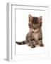 Domestic Cat, Asian, kitten, sitting-Chris Brignell-Framed Photographic Print