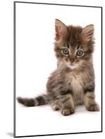Domestic Cat, Asian, kitten, sitting-Chris Brignell-Mounted Photographic Print