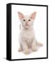 Domestic Cat, Balinese, kitten, sitting-Chris Brignell-Framed Stretched Canvas