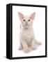 Domestic Cat, Balinese, kitten, sitting-Chris Brignell-Framed Stretched Canvas