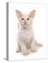 Domestic Cat, Balinese, kitten, sitting-Chris Brignell-Stretched Canvas