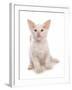 Domestic Cat, Balinese, kitten, sitting-Chris Brignell-Framed Photographic Print