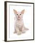 Domestic Cat, Balinese, kitten, sitting-Chris Brignell-Framed Photographic Print