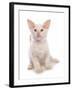 Domestic Cat, Balinese, kitten, sitting-Chris Brignell-Framed Photographic Print