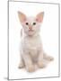 Domestic Cat, Balinese, kitten, sitting-Chris Brignell-Mounted Photographic Print