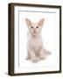 Domestic Cat, Balinese, kitten, sitting-Chris Brignell-Framed Photographic Print