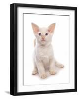 Domestic Cat, Balinese, kitten, sitting-Chris Brignell-Framed Photographic Print