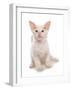 Domestic Cat, Balinese, kitten, sitting-Chris Brignell-Framed Photographic Print