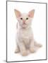 Domestic Cat, Balinese, kitten, sitting-Chris Brignell-Mounted Photographic Print