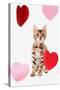 Domestic Cat, Bengal, kitten, sitting with heart foils-Chris Brignell-Stretched Canvas