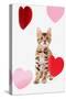 Domestic Cat, Bengal, kitten, sitting with heart foils-Chris Brignell-Stretched Canvas