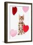 Domestic Cat, Bengal, kitten, sitting with heart foils-Chris Brignell-Framed Photographic Print