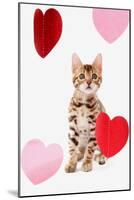 Domestic Cat, Bengal, kitten, sitting with heart foils-Chris Brignell-Mounted Photographic Print