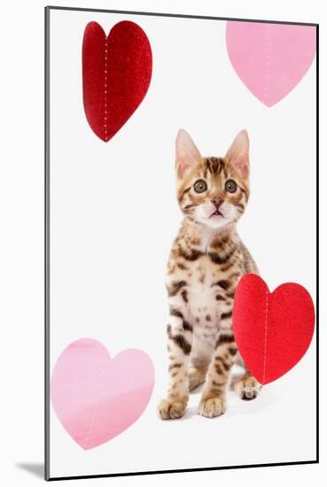 Domestic Cat, Bengal, kitten, sitting with heart foils-Chris Brignell-Mounted Photographic Print