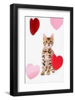 Domestic Cat, Bengal, kitten, sitting with heart foils-Chris Brignell-Framed Photographic Print